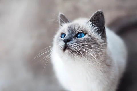 Close-up of a blue-eyed cat looking up. Original public domain image from Wikimedia Commons