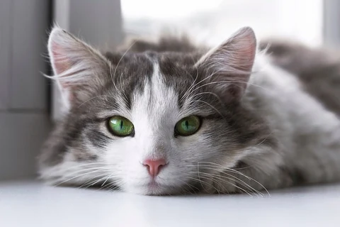 Cat. Original public domain image from Wikimedia Commons