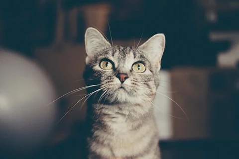 Close-up of a tabby cat looking up with wide eyes. Original public domain image from Wikimedia Commons