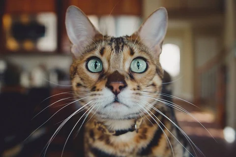 Close-up of a tiger-striped cat's face. Original public domain image from Wikimedia Commons