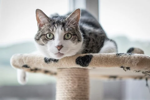 Cat on a post. Original public domain image from https://www.flickr.com/photos/ianlivesey/34584095476/