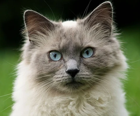 Free adorable rag doll cat image, public domain CC0 photo.