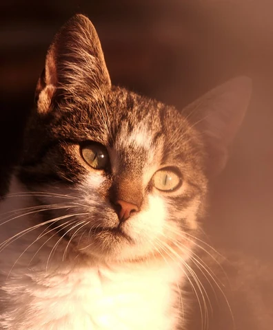 Close-up of a tabby cat's face with its eyes wide open. Original public domain image from Wikimedia Commons