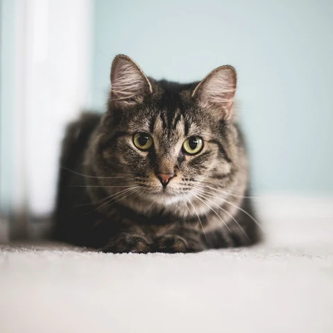 Free cute cat face closeup image, public domain CC0 photo.