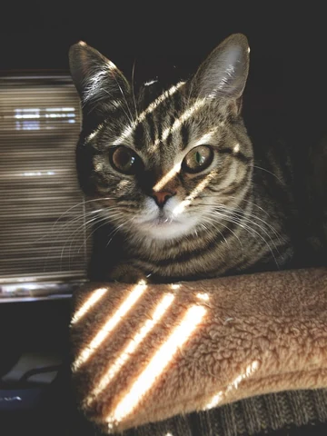 Tabby cat. Original public domain image from Wikimedia Commons