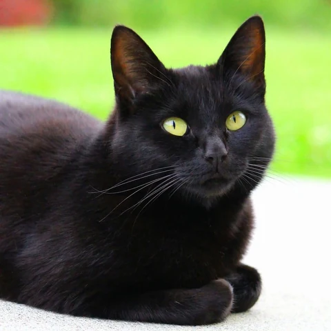 Black cat.