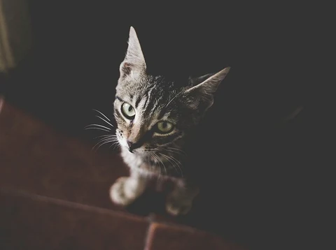 A dim high-angle shot of a tabby cat. Original public domain image from Wikimedia Commons