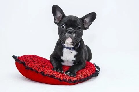 Free French Bulldog puppy image, public domain pet CC0 photo.