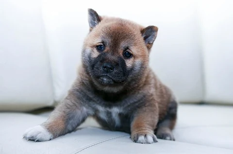 Shepherd puppy sitting on white couch. Original public domain image from Wikimedia Commons