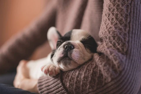 Sleeping puppy rests in arm of woman wearing a sweater. Original public domain image from Wikimedia Commons