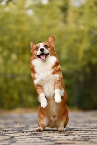 Fawn and white Welsh Corgi puppy, standing on rear legs and sticking out the tongue. Original public domain image from Wikimedia Commons