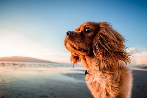 Free brown fluffy puppy on the beach image, public domain animal CC0 photo.