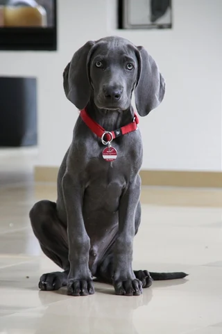 Free Weimaraner puppy image, public domain dog CC0 photo.