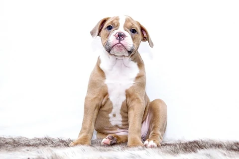 Free cute Bulldog image, public domain pet CC0 photo.