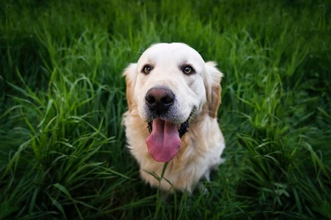 Free golden retriever dog on tall grass field image, public domain animal CC0 photo.