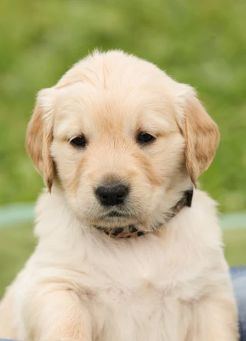 Free Golden Retriever image, public domain pet CC0 photo.
