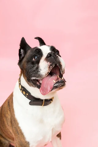 Free bulldog image, public domain animal CC0 photo.