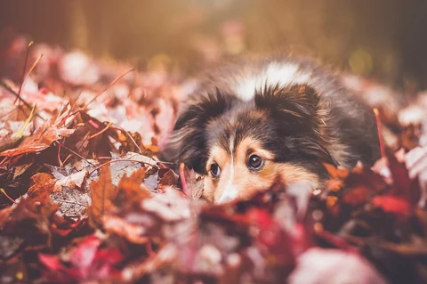 Dog laying down on maple leaves. Original public domain image from Wikimedia Commons