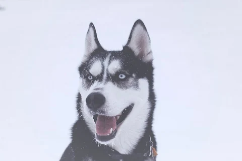 Free Siberian Husky dog image, public domain CC0 photo.