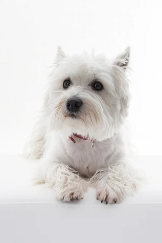 Free west highland white terrier dog image, public domain animal CC0 photo.