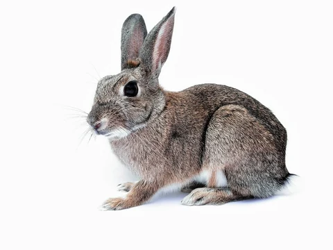Free cute bunny background image, public domain CC0 photo.