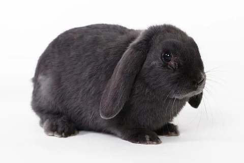 Free cute bunny background image, public domain CC0 photo.
