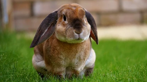 Cute brown rabbit sitting on grass field. Original public domain image from Wikimedia Commons
