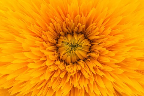 A macro shot of the golden center of a flower with numerous yellow petals around. Original public domain image from Wikimedia Commons