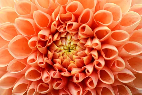 Orange dahlia close up, flower background