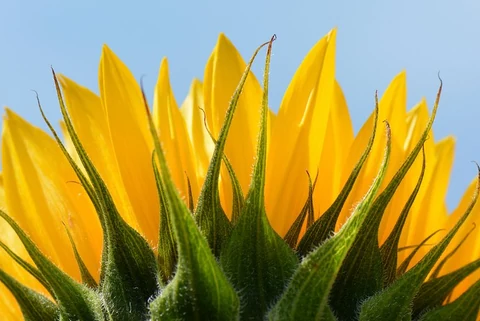 Sunflower background. Free public domain CC0 image.