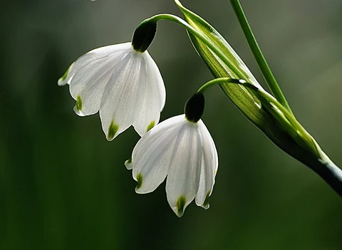 A Pair of Snowdrops