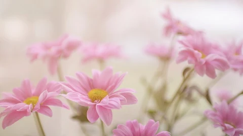 Flower wallpaper desktop, aesthetic HD nature image background. Original public domain image from Wikimedia Commons