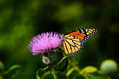 Colorful orange and black butterfly insect landing on pink thistle in Spring, Lake of the Ozarks. Original public domain image from Wikimedia Commons