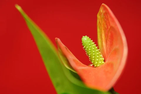 Laceleaf background. Free public domain CC0 photo.