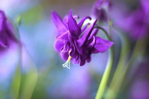 Purple aquilegia flower background. Original public domain image from Wikimedia Commons