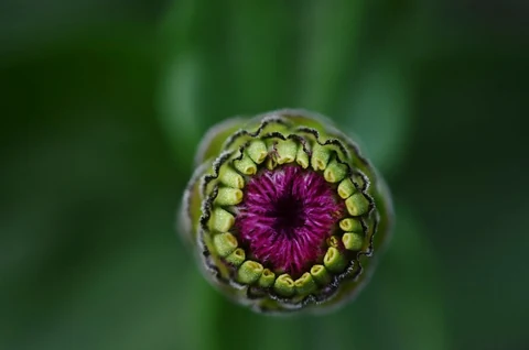 Flower bud. Free public domain CC0 photo.