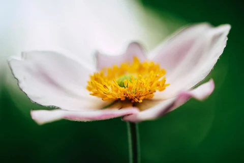 Blooming pink petaled flower. Original public domain image from Wikimedia Commons