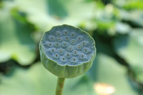 Lotus background. Free public domain CC0 photo.