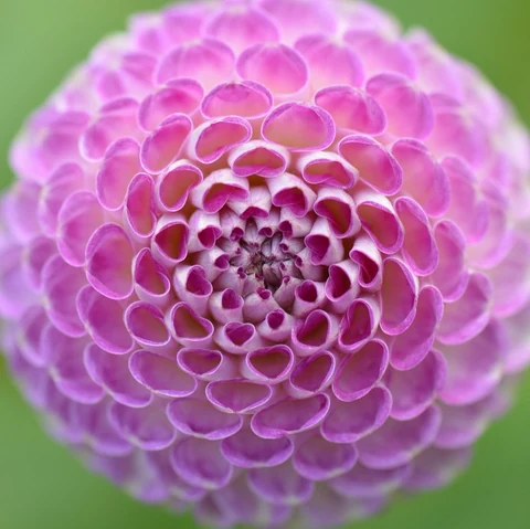 Pink dahlia. Free public domain CC0 image.