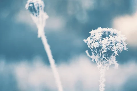 Flowers covered by frost