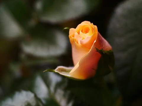 Elegant orange rose bud blooming