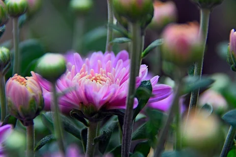 Free pink chrysanthemum image, public domain flower CC0 photo.