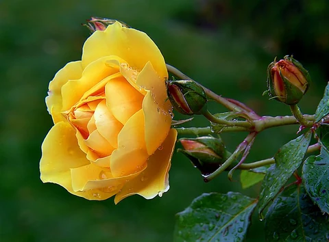 Sympathy flower. Original public domain image from Flickr