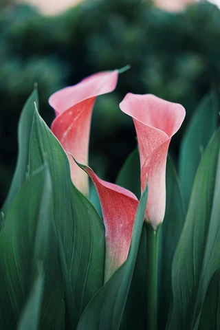 Calla lily with green leaves. Original public domain image from Wikimedia Commons