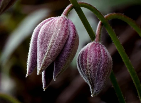 Clematis Montana Flowers