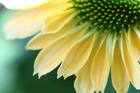 Free yellow flower macro image, public domain spring CC0 photo.