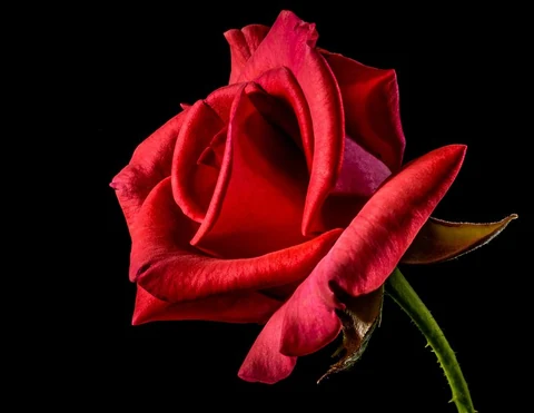 Free red rose image, public domain flower CC0 photo.