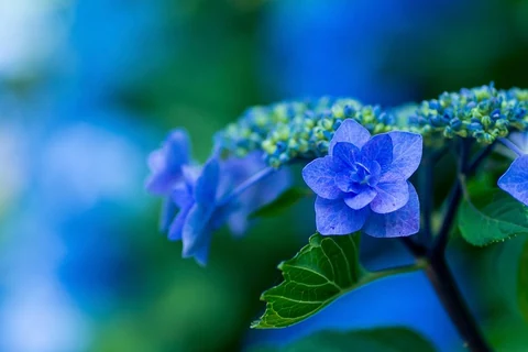 Free blue hydrangea image, public domain flower CC0 photo.