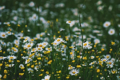A green patch with chamomile and buttercup flowers. Original public domain image from Wikimedia Commons