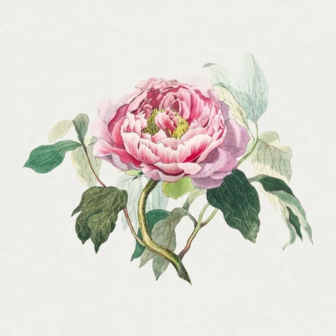 Hand drawn pink cabbage rose. Original from Biodiversity Heritage Library. Digitally enhanced by rawpixel.